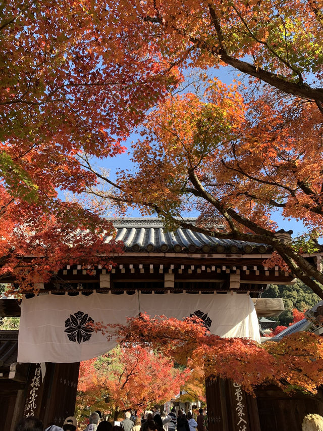 【京都🇯🇵】紅葉🍁が美しい秋の永観堂へ