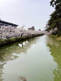 🎯【青森・弘前城】日本一美しい桜とお城のコントラストに感動