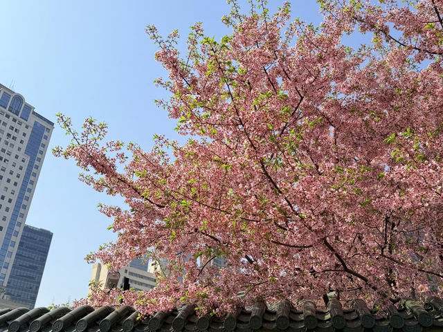 上海｜交通大學·徐匯校門