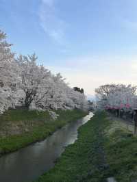 四季が彩る歴史の庭。高田城址公園で静かな時間を🌸