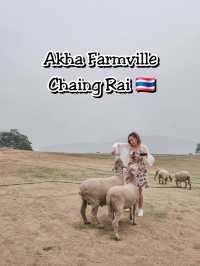 Fluffy Fun at Akha Farmville, Chiang Rai 🐑🌾💚