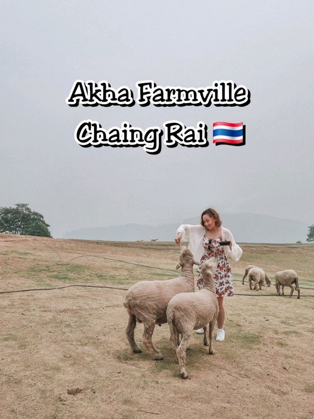 Fluffy Fun at Akha Farmville, Chiang Rai 🐑🌾💚