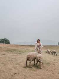 Fluffy Fun at Akha Farmville, Chiang Rai 🐑🌾💚