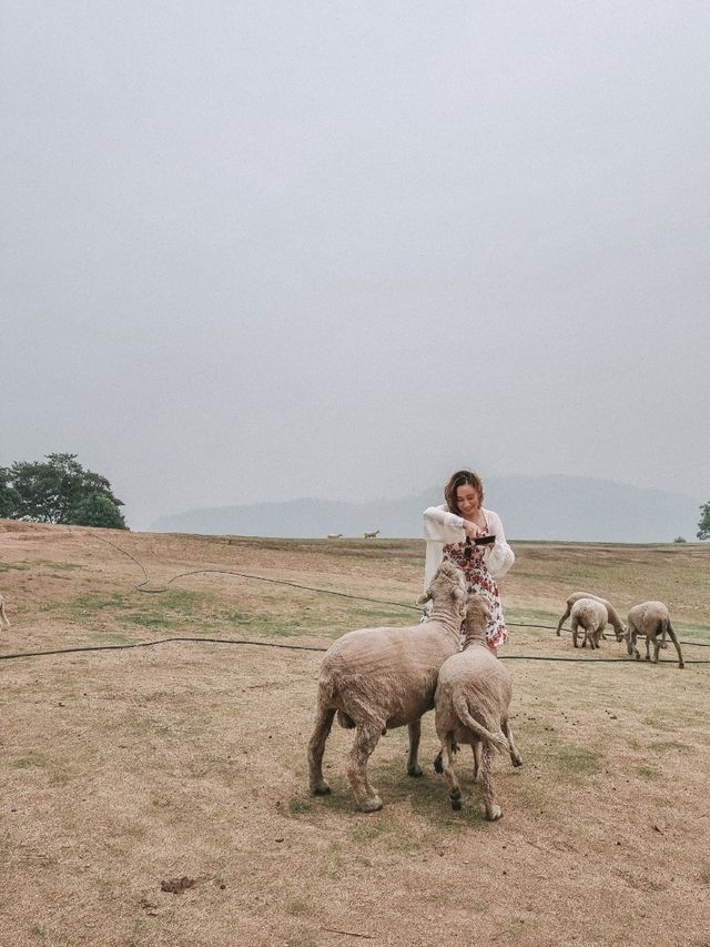 Fluffy Fun at Akha Farmville, Chiang Rai 🐑🌾💚