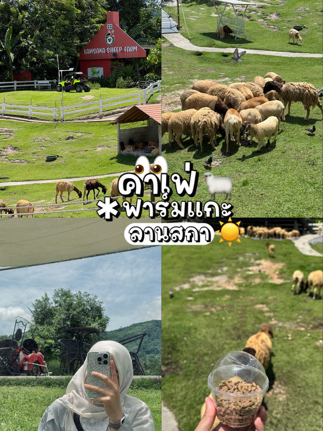 คาเฟ่ฟาร์มแกะลานสกา น้องๆกินจุกมากก 👀