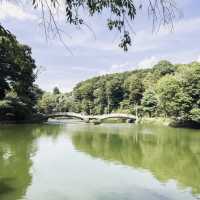 🌿🌸 Yakushi-Ike Park (薬師池公園), Machida: A Hidden Summer Oasis Near Tokyo
