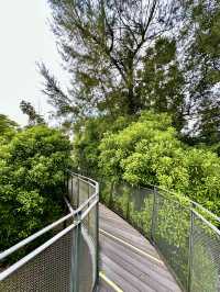 Among the Leaves: An Elevated Escape in the City