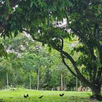MacRitchie Reservoir & TreeTop Walk