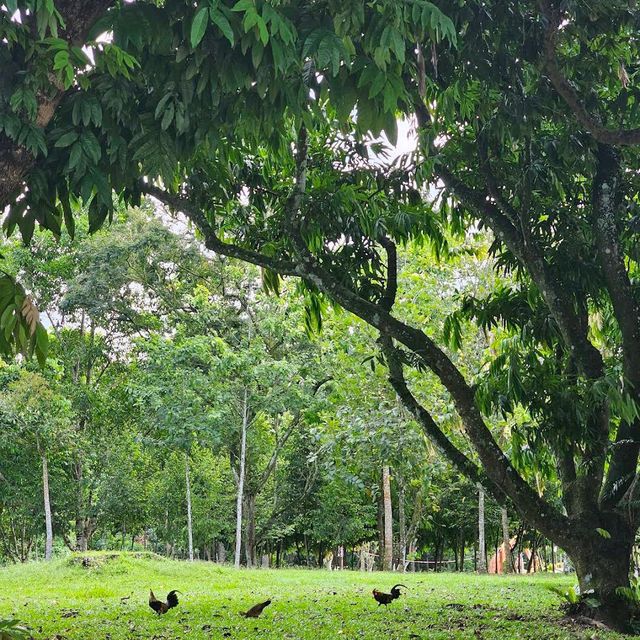 MacRitchie Reservoir & TreeTop Walk