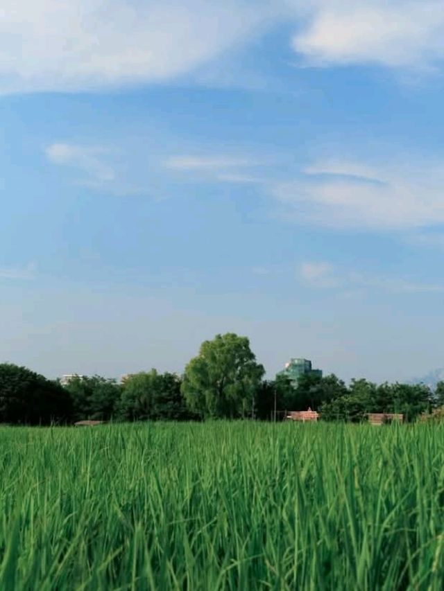 Sky Park