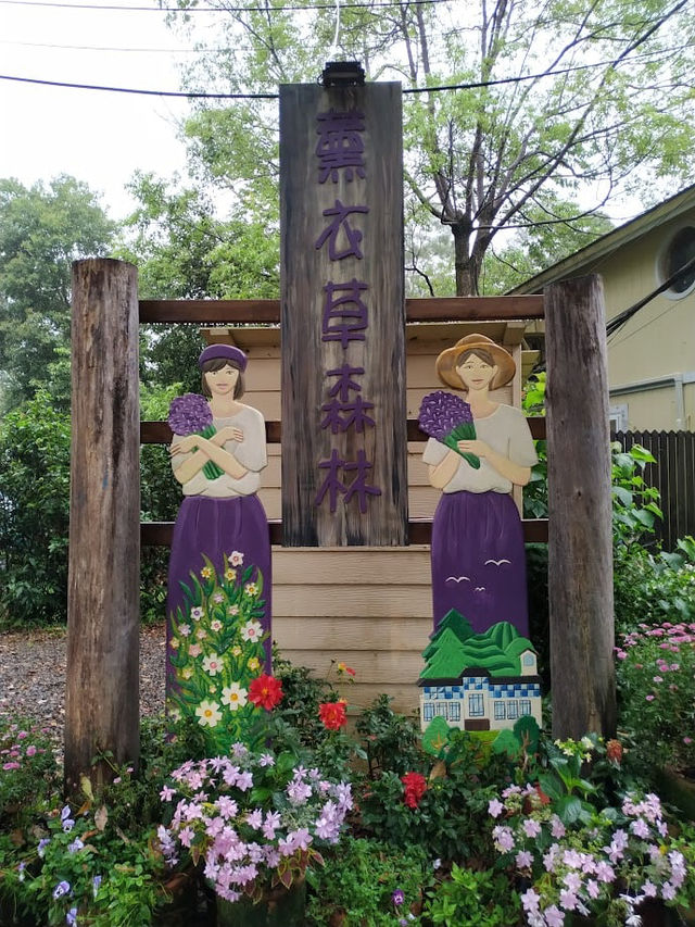 薰衣草森林-新竹尖石店（4月繡球花）