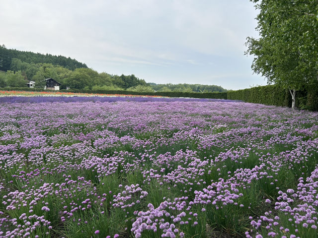 6月初的富田農場