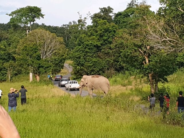 🌳 진짜 자연을 만나다, 태국 카오야이 국립공원 🐘🦌🦜