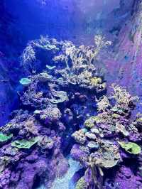 Singapore Oceanarium (S.E.A Aquarium)