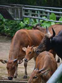 Did You Know?Your Birthday=FREE Entry To Zoo Negara!