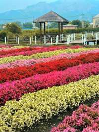 A Colorful Day at Zhongshe Flower Farm, Taichung