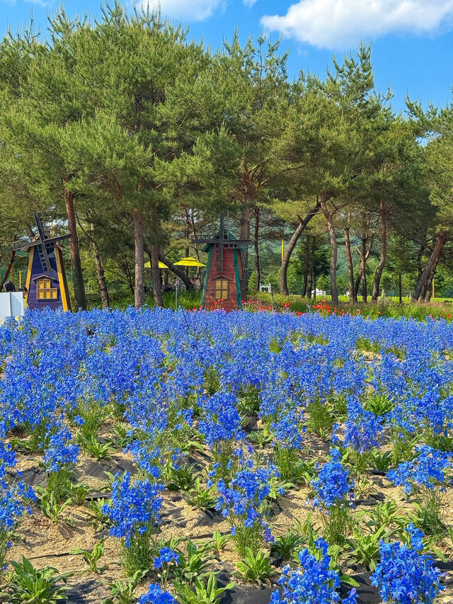 가평크루즈 타고 자라섬까지! 여름여행 떠나기