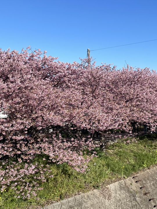日本河津櫻花季