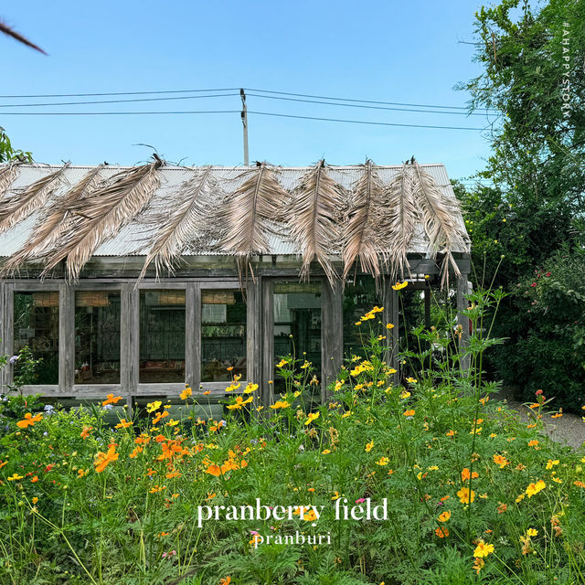 Pranberry Field 🌺🌿