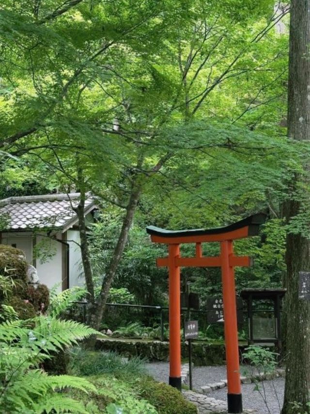 京都必去景點（八） 三千院🌳禪意之美