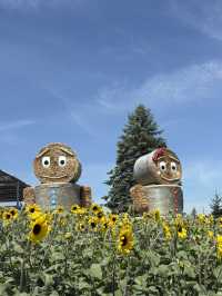 Summer in Biei-Furano 🌸🌻🌷