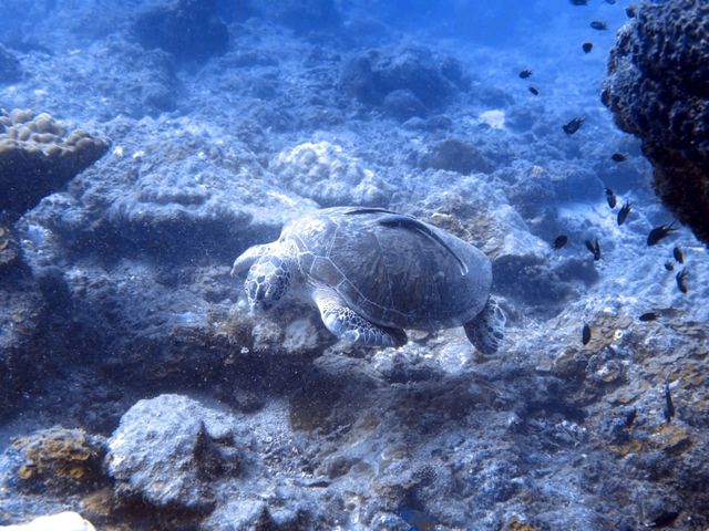 Guess who I met 15 meters down? 🐢