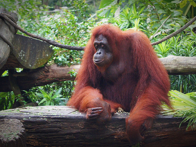 🦁 Singapore Zoo — A Wild Day in a Rainforest Wonderland