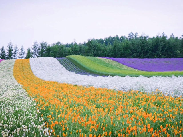 สวนดอกไม้ ทุ่งลาเวนเดอร์ : ฮอกไกโด