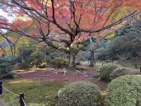 【京都旅行】紅葉見るならここ！！🍁