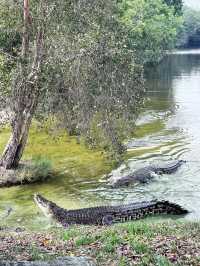 Thrilling Encounters at Crocodile Lake