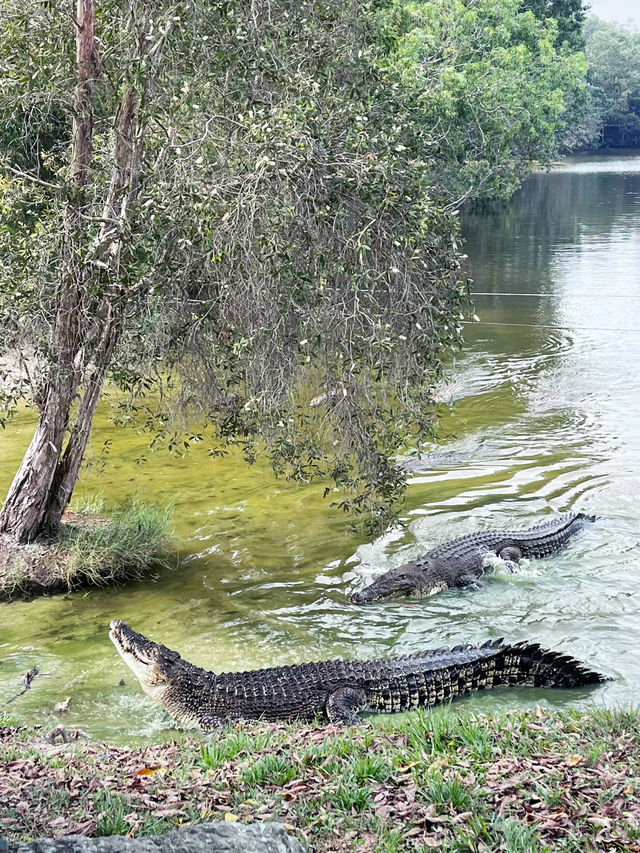 Thrilling Encounters at Crocodile Lake