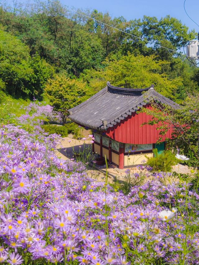 보랏빛 신비로운 풍경의 여행지