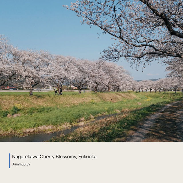 Nagarekawa Cherry Blossoms 🌸 Fukuoka