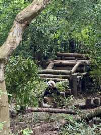 Panda Research Base Chengdu 🐼