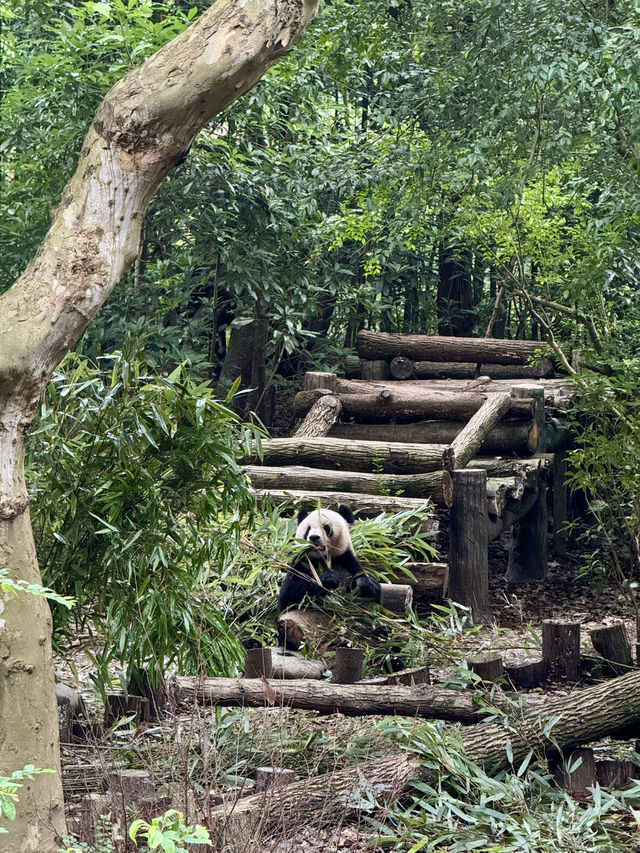 Panda Research Base Chengdu 🐼