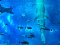 黑潮水槽震撼人心的海洋體驗/沖繩美麗海水族館