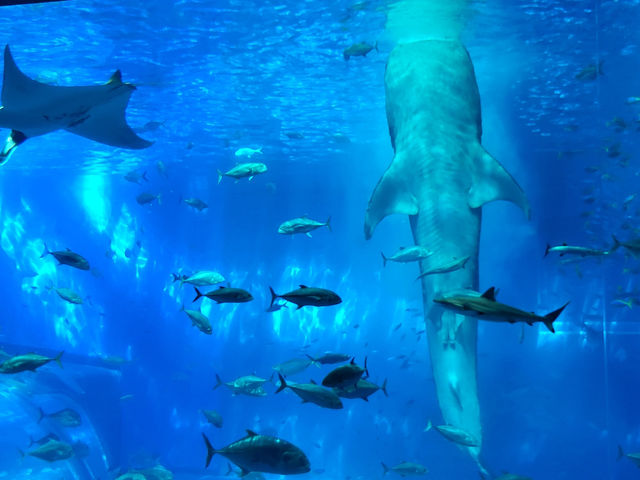 黑潮水槽震撼人心的海洋體驗/沖繩美麗海水族館