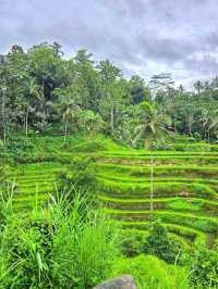 Tegallalang Rice Terraces: Nature’s Beautiful Staircase