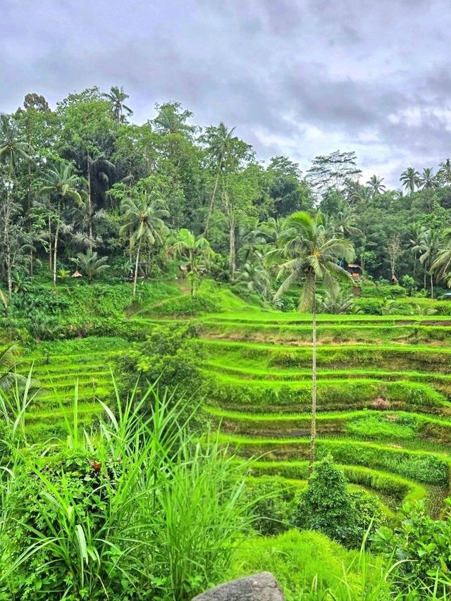 Tegallalang Rice Terraces: Nature’s Beautiful Staircase
