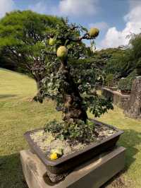 Spirited Garden – A Peaceful Retreat in Jeju
