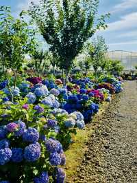 Pet-Friendly Paradise for Flower Lovers