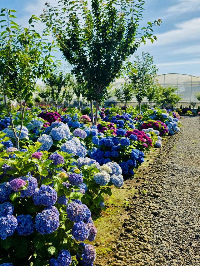 Pet-Friendly Paradise for Flower Lovers