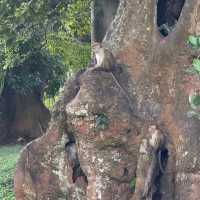 Royal Botanical Gardens (Peradeniya)