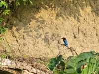 🇳🇵 Chitwan National Park: Into the Wild Heart of Nepal
