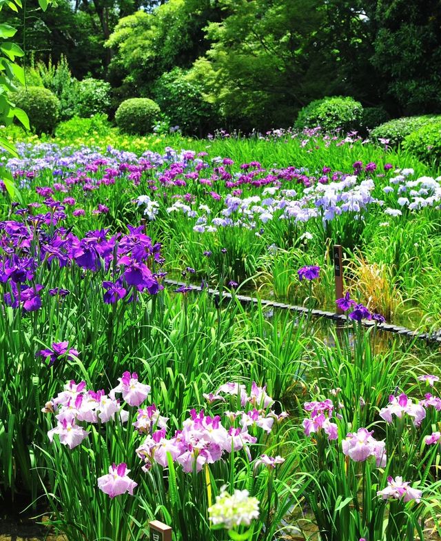 自然樂園—紫式部公園