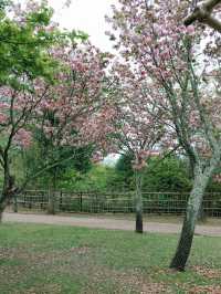 【奈良観光】小鹿に藤の花!奈良公園は春がおすすめ!
