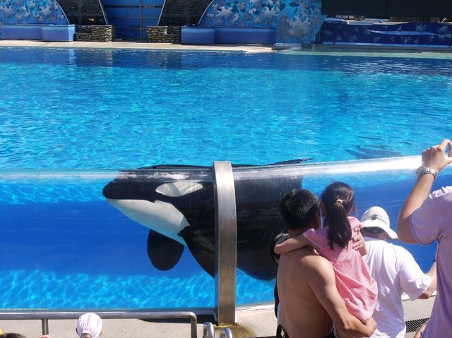 📍 아이들과 가기좋은 샌디에이고 씨월드 (SeaWorld San Diego)