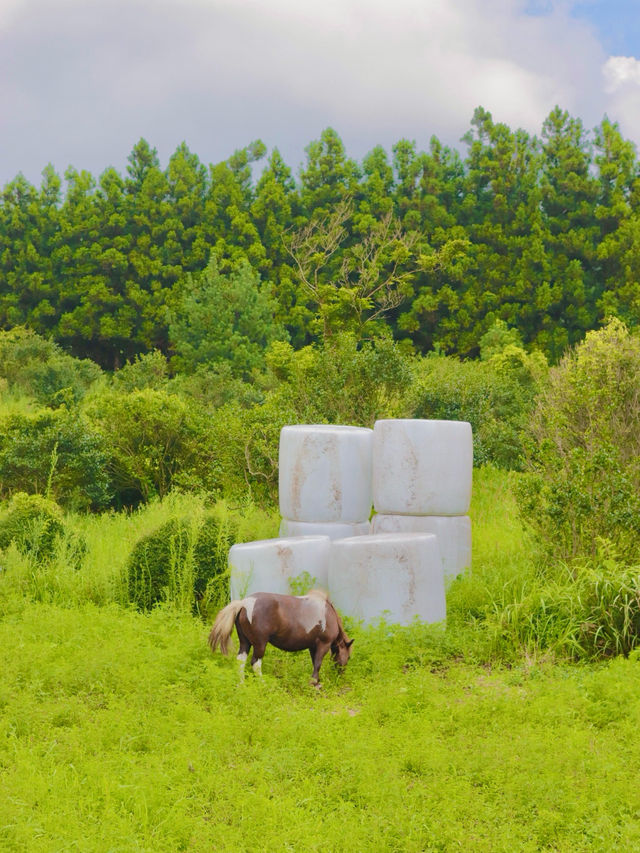자연 속 힐링 여행 🌿 제주 비밀의 숲 산책기