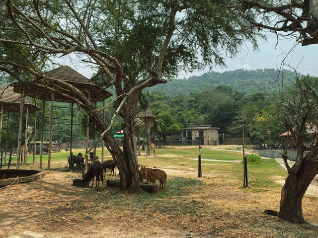 เที่ยวสวนสัตว์เปิดเขาเขียว จ.ชลบุรี 🦒🐘🦛