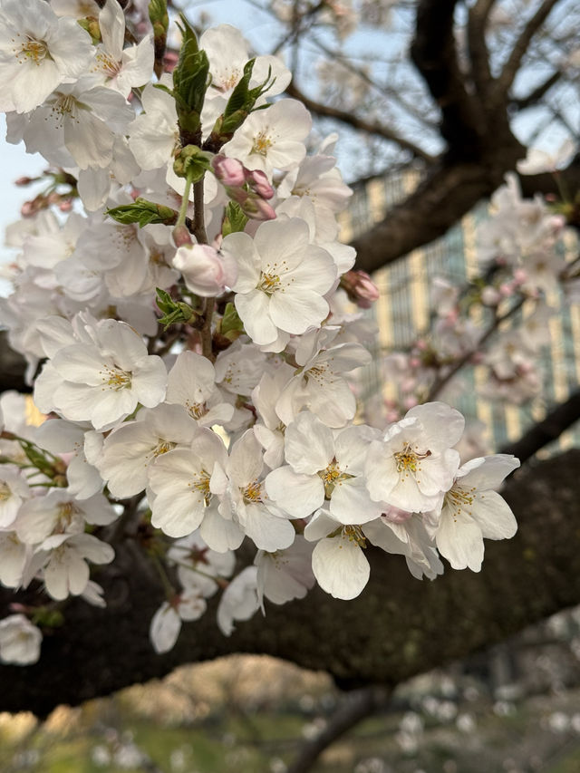 2025.03.28 櫻花季東京獨旅五天四夜行程 p6 第四天行程大公開(5.17:30千鳥淵（千鳥ヶ淵）)